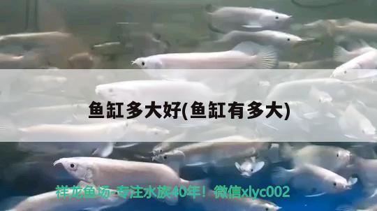 魚缸多大好(魚缸有多大) 高背金龍魚