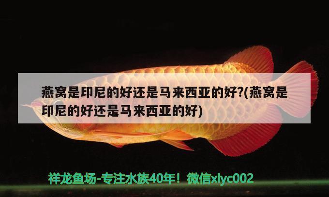 燕窩是印尼的好還是馬來西亞的好?(燕窩是印尼的好還是馬來西亞的好)