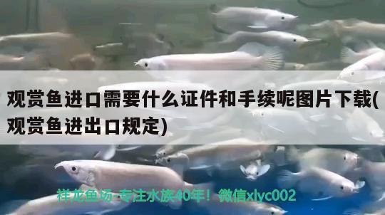 廣州水族批發(fā)市場好嗨呦 觀賞魚水族批發(fā)市場 第3張