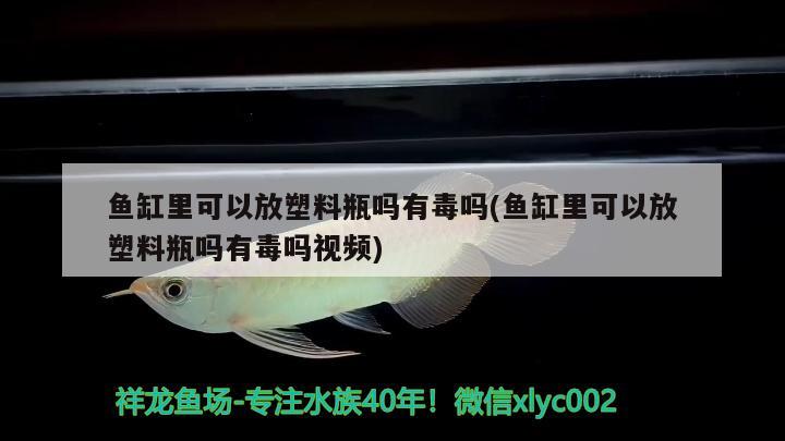 魚缸里可以放塑料瓶嗎有毒嗎(魚缸里可以放塑料瓶嗎有毒嗎視頻) 元寶鳳凰魚