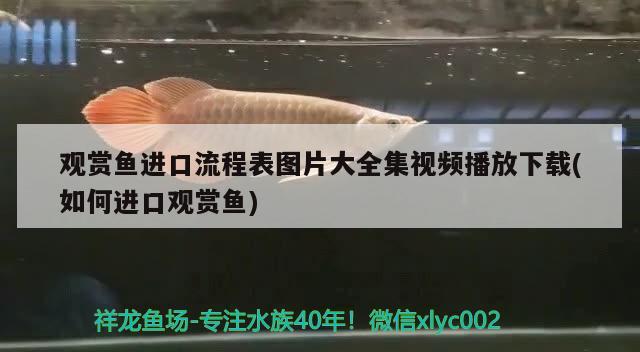 武邑魚缸廠電話多少號？武邑魚缸廠聯(lián)系方式查詢，武邑魚缸廠電話多少號武邑魚缸廠電話多少號 水草 第3張