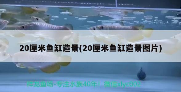 20厘米魚缸造景(20厘米魚缸造景圖片) 魚缸等水族設備