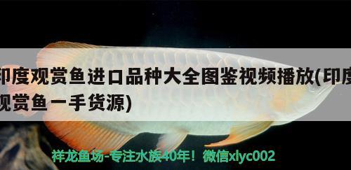 印度觀賞魚進口品種大全圖鑒視頻播放(印度觀賞魚一手貨源) 觀賞魚進出口