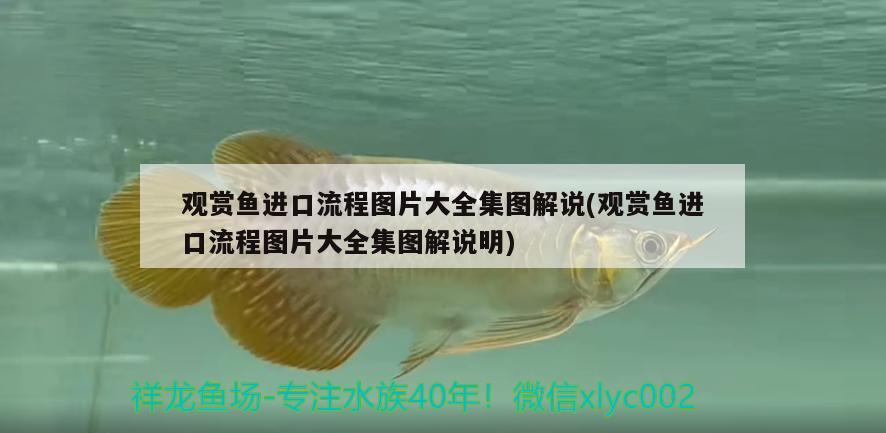 觀賞魚進(jìn)口流程圖片大全集圖解說(觀賞魚進(jìn)口流程圖片大全集圖解說明) 觀賞魚進(jìn)出口