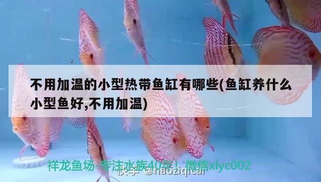 不用加溫的小型熱帶魚缸有哪些(魚缸養(yǎng)什么小型魚好,不用加溫) 紅龍專用魚糧飼料