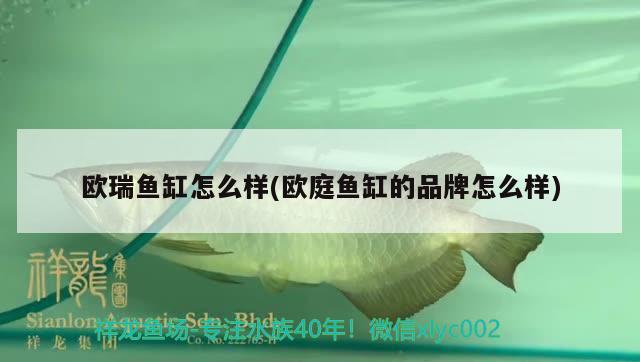 歐瑞魚缸怎么樣(歐庭魚缸的品牌怎么樣) 女王大帆魚