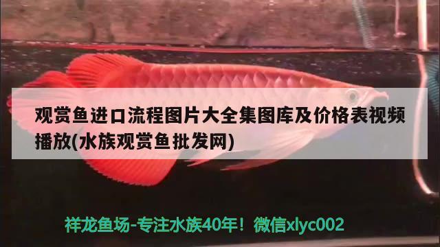 觀賞魚進(jìn)口流程圖片大全集圖庫及價格表視頻播放(水族觀賞魚批發(fā)網(wǎng))