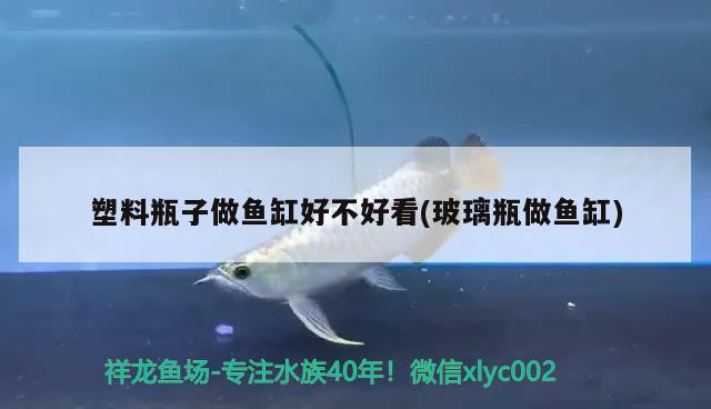 塑料瓶子做魚缸好不好看(玻璃瓶做魚缸) 觀賞魚批發(fā)