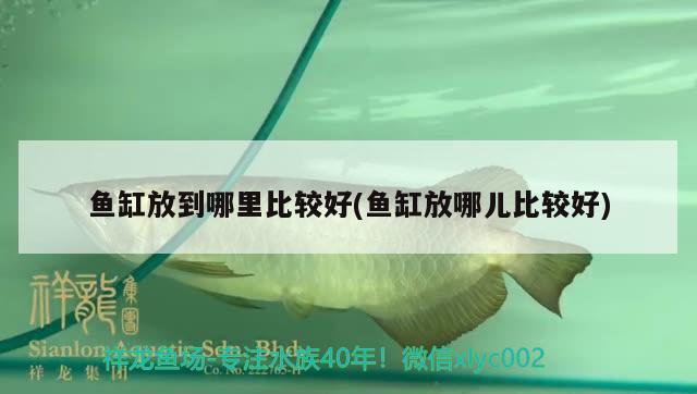 魚缸放到哪里比較好(魚缸放哪兒比較好) 魟魚百科