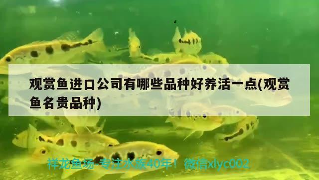 觀賞魚進口公司有哪些品種好養(yǎng)活一點(觀賞魚名貴品種) 觀賞魚進出口