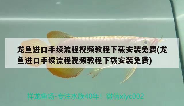 龍魚進(jìn)口手續(xù)流程視頻教程下載安裝免費(fèi)(龍魚進(jìn)口手續(xù)流程視頻教程下載安裝免費(fèi)) 觀賞魚進(jìn)出口