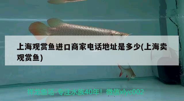 魟魚為什么養(yǎng)一對：魟魚養(yǎng)一只好還是二只好