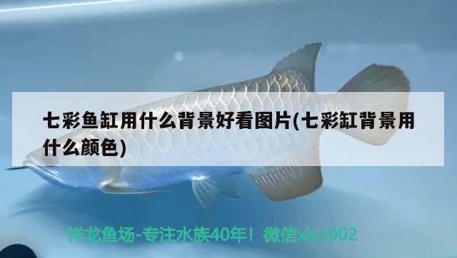 七彩魚(yú)缸用什么背景好看圖片(七彩缸背景用什么顏色) 綠皮辣椒小紅龍