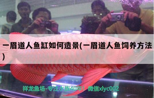 一眉道人魚缸如何造景(一眉道人魚飼養(yǎng)方法) 一眉道人魚