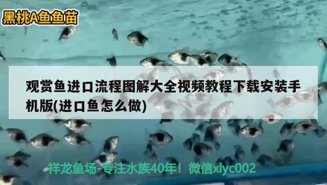 觀賞魚進口流程圖解大全視頻教程下載安裝手機版(進口魚怎么做)