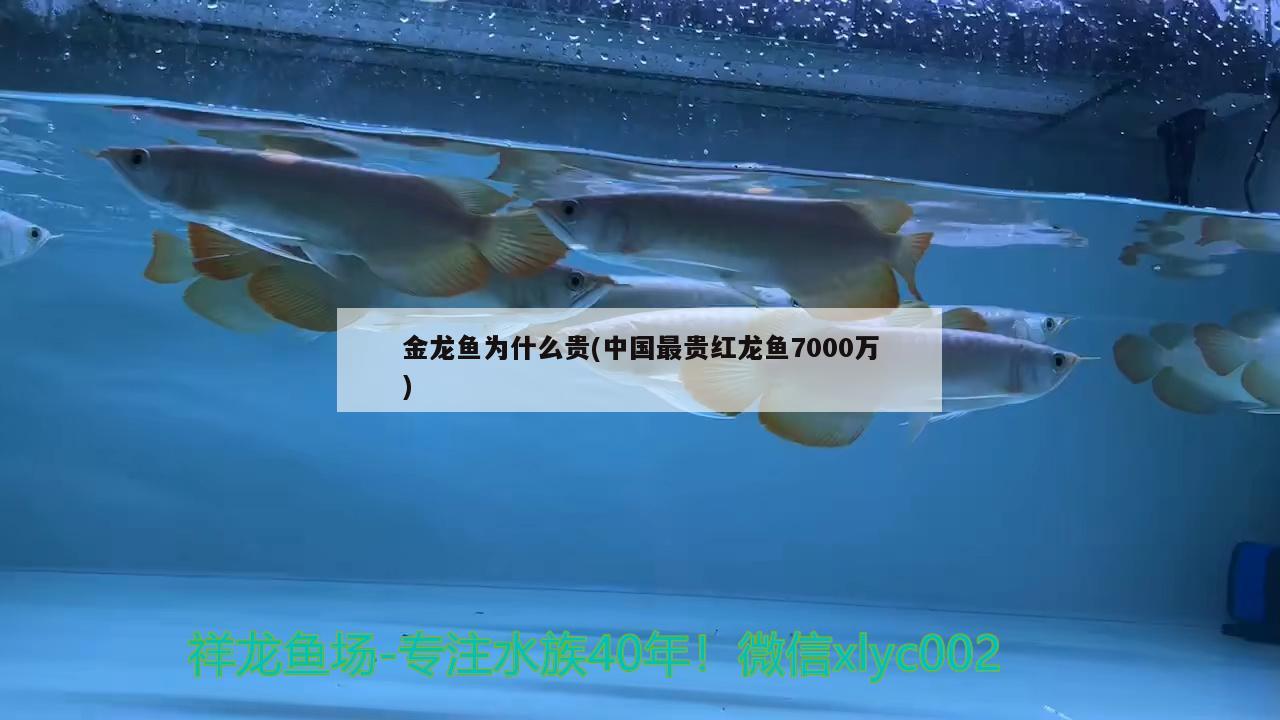 金龍魚為什么貴(中國(guó)最貴紅龍魚7000萬)