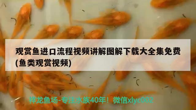 觀賞魚進(jìn)口流程視頻講解圖解下載大全集免費(fèi)(魚類觀賞視頻) 觀賞魚進(jìn)出口