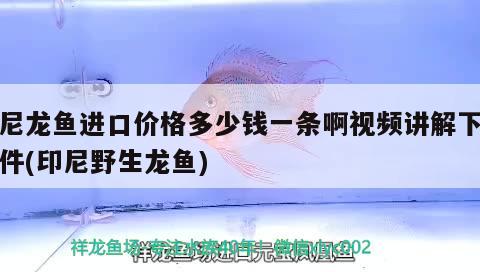 印尼龍魚進口價格多少錢一條啊視頻講解下載軟件(印尼野生龍魚) 觀賞魚進出口