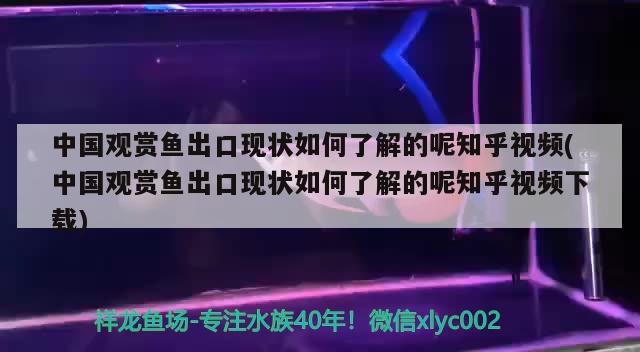 中國觀賞魚出口現(xiàn)狀如何了解的呢知乎視頻(中國觀賞魚出口現(xiàn)狀如何了解的呢知乎視頻下載) 觀賞魚進(jìn)出口