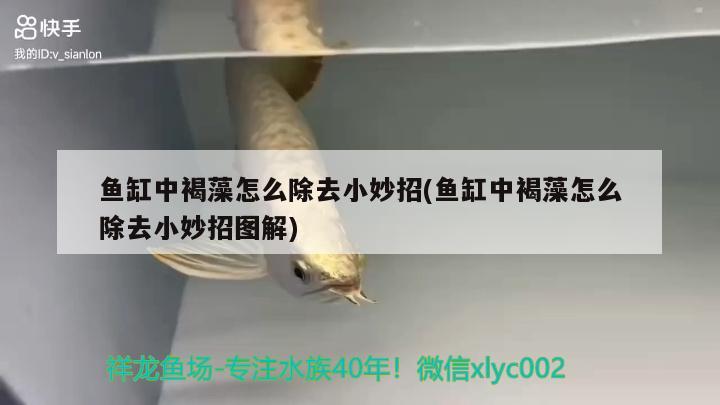 魚缸中褐藻怎么除去小妙招(魚缸中褐藻怎么除去小妙招圖解) 名貴錦鯉魚