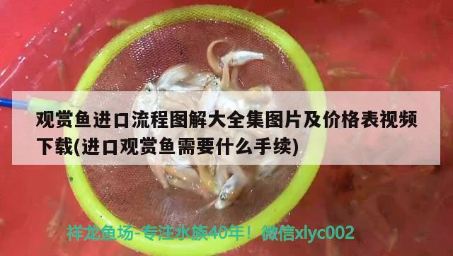 觀賞魚進口流程圖解大全集圖片及價格表視頻下載(進口觀賞魚需要什么手續(xù)) 觀賞魚進出口