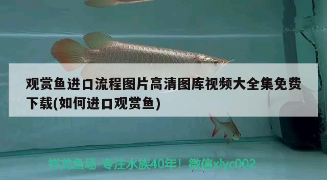 觀賞魚進口流程圖片高清圖庫視頻大全集免費下載(如何進口觀賞魚) 觀賞魚進出口