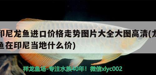 印尼龍魚進(jìn)口價格走勢圖片大全大圖高清(龍魚在印尼當(dāng)?shù)厥裁磧r) 觀賞魚進(jìn)出口