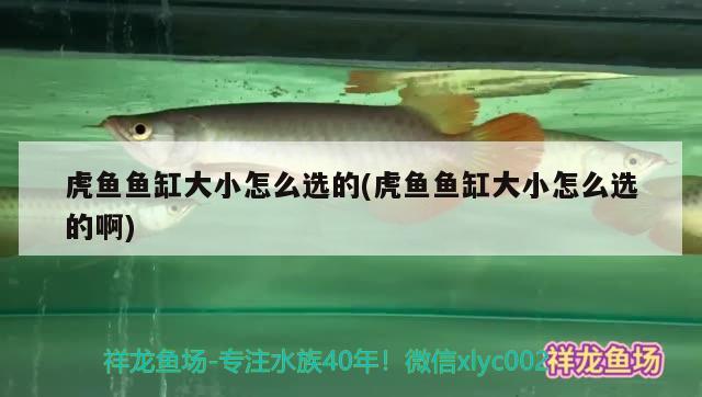 虎魚魚缸大小怎么選的(虎魚魚缸大小怎么選的啊) 虎魚百科