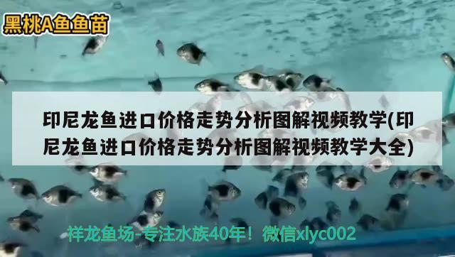 印尼龍魚進口價格走勢分析圖解視頻教學(xué)(印尼龍魚進口價格走勢分析圖解視頻教學(xué)大全)