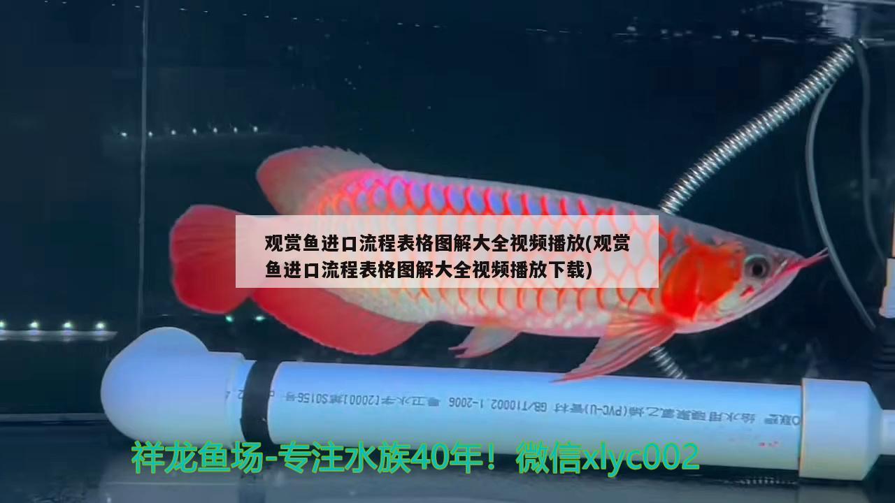 觀賞魚進(jìn)口流程表格圖解大全視頻播放(觀賞魚進(jìn)口流程表格圖解大全視頻播放下載)