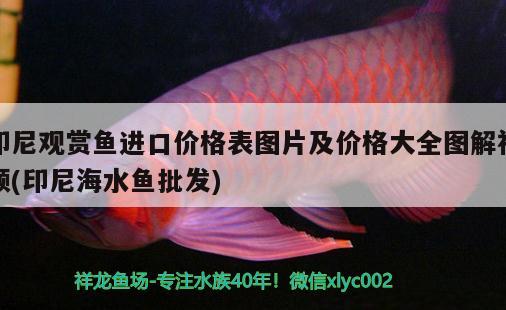 觀賞魚進口流程圖片大全集視頻下載網(wǎng)站(觀賞魚進口流程圖片大全集視頻下載網(wǎng)站最新)