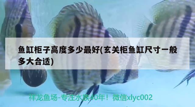 魚缸柜子高度多少最好(玄關柜魚缸尺寸一般多大合適) 黃金貓魚