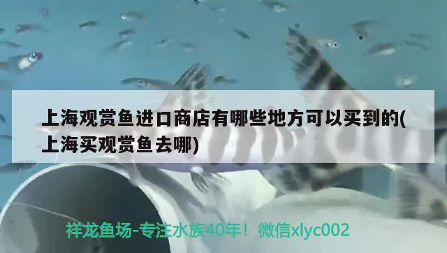 印尼龍魚進口價格走勢圖片分析視頻大全(印尼龍魚批發(fā)市場)