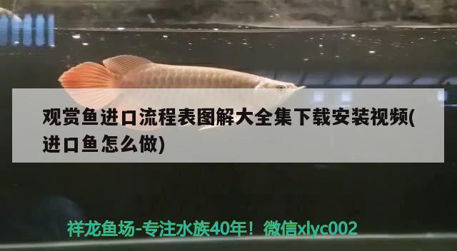 觀賞魚進口流程表圖解大全集下載安裝視頻(進口魚怎么做) 觀賞魚進出口