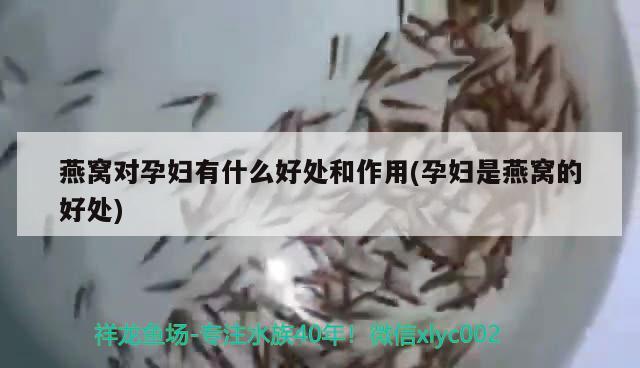 終于弄明白各種鸚鵡魚是怎么繁殖來來的了 鸚鵡魚 第3張