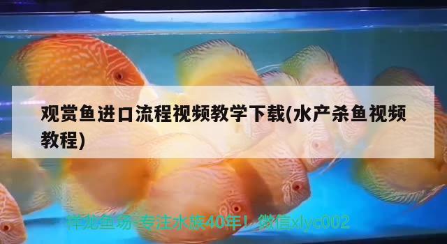 觀賞魚進口流程視頻教學下載(水產殺魚視頻教程)