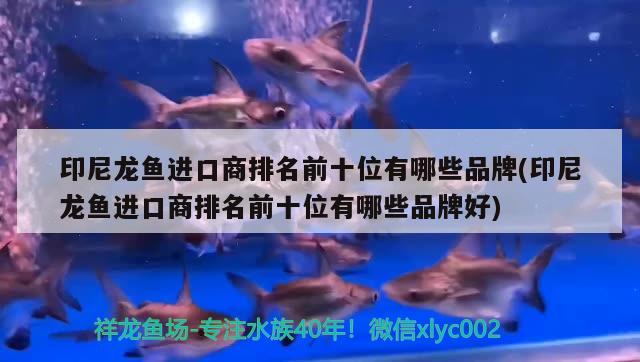 印尼龍魚進口商排名前十位有哪些品牌(印尼龍魚進口商排名前十位有哪些品牌好)