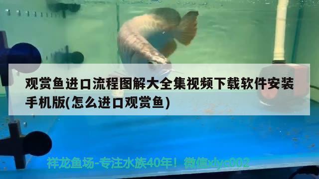 觀賞魚進(jìn)口流程圖解大全集視頻下載軟件安裝手機(jī)版(怎么進(jìn)口觀賞魚) 觀賞魚進(jìn)出口