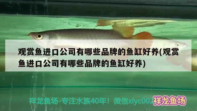 魚缸過濾器怎么清洗干凈視頻教程（魚缸過濾器如何拆洗）