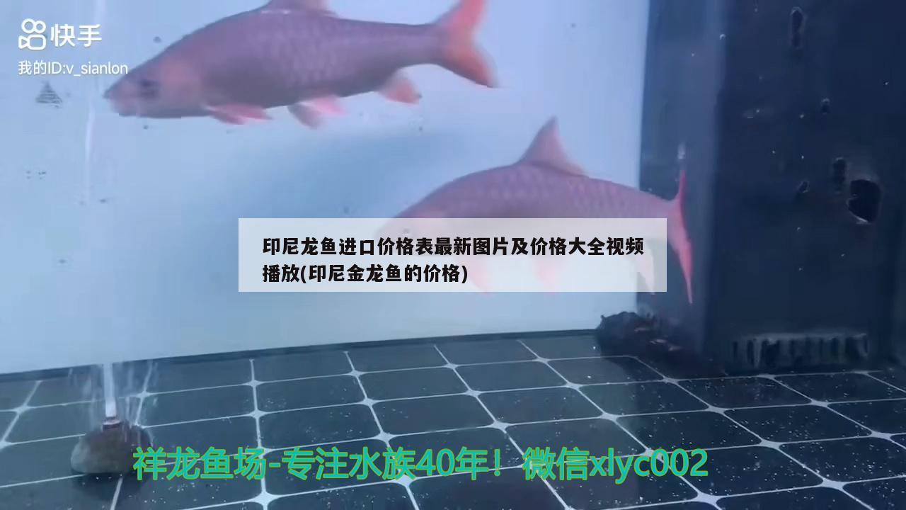 印尼龍魚進(jìn)口價(jià)格表最新圖片及價(jià)格大全視頻播放(印尼金龍魚的價(jià)格) 觀賞魚進(jìn)出口