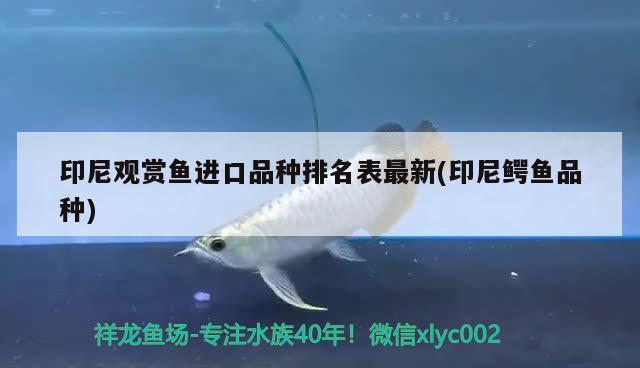 印尼觀賞魚進(jìn)口品種排名表最新(印尼鱷魚品種) 觀賞魚進(jìn)出口