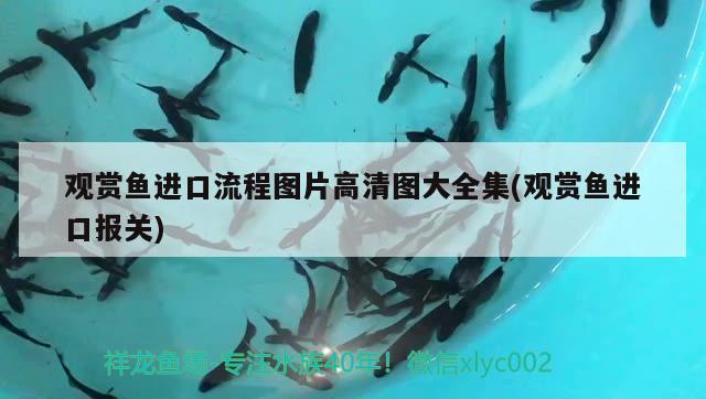 合肥哪里有賣魚缸的地方？合肥市魚缸購(gòu)買指南魚缸種類，合肥哪里有賣魚缸的地方合肥哪里有賣魚缸的地方