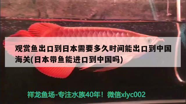 觀賞魚出口到日本需要多久時(shí)間能出口到中國(guó)海關(guān)(日本帶魚能進(jìn)口到中國(guó)嗎) 觀賞魚進(jìn)出口