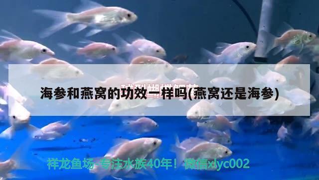 海參和燕窩的功效一樣嗎(燕窩還是海參) 馬來西亞燕窩