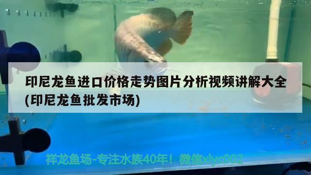 青海西寧定做魚缸青海西寧送魚缸青海西寧魚缸專賣店地址，青海在京東買魚缸廠家地址送嗎？ 白子黃化銀龍魚 第2張