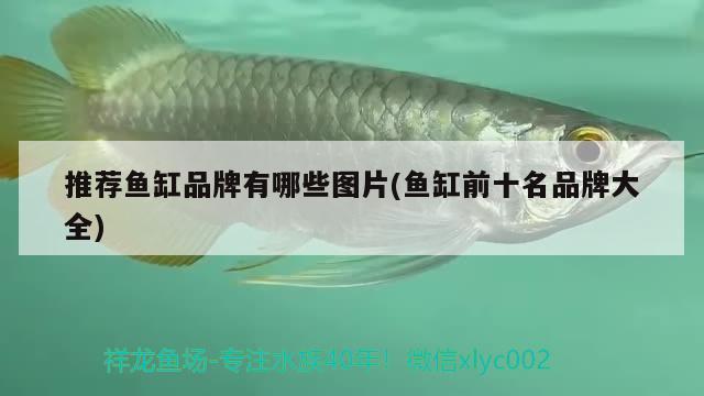 鹽城魚(yú)缸在哪里買(mǎi)比較好，鹽城魚(yú)缸在哪買(mǎi)好鹽城魚(yú)缸和鹽城魚(yú)缸在哪買(mǎi)好的呢 觀賞魚(yú)魚(yú)苗 第2張