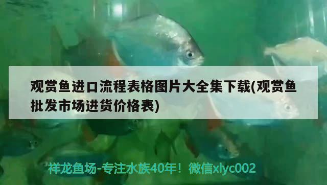 觀賞魚進(jìn)口流程表格圖片大全集下載(觀賞魚批發(fā)市場(chǎng)進(jìn)貨價(jià)格表) 觀賞魚進(jìn)出口