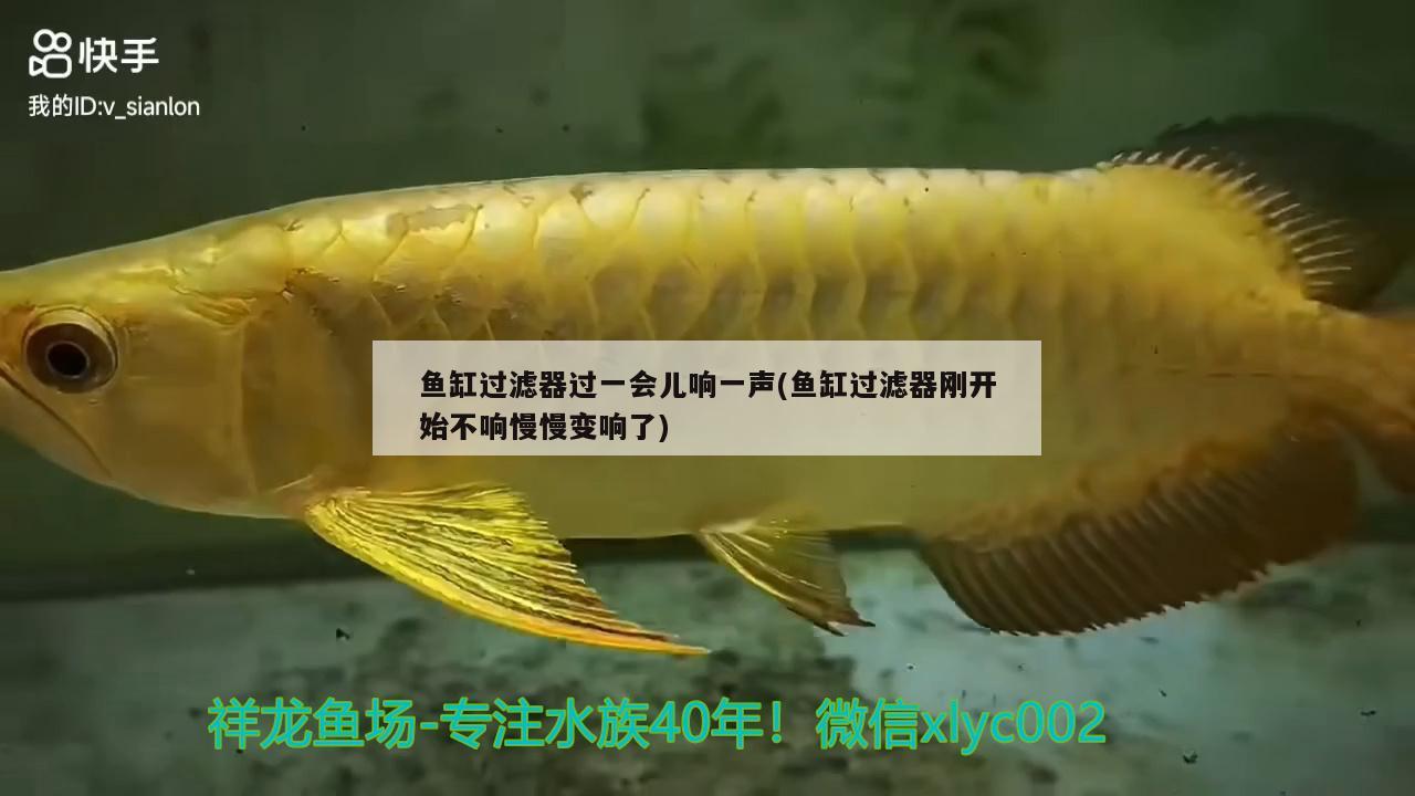 魚缸過濾器過一會兒響一聲(魚缸過濾器剛開始不響慢慢變響了)