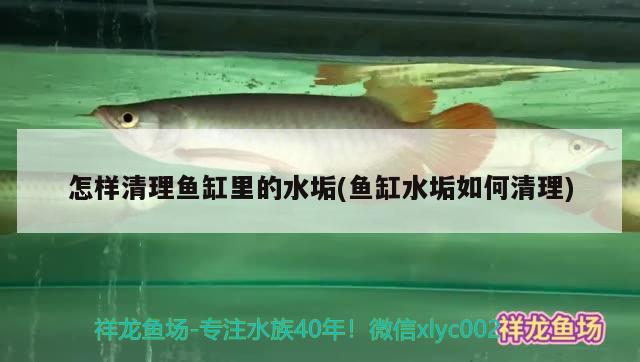 怎樣清理魚(yú)缸里的水垢(魚(yú)缸水垢如何清理) 黃金貓魚(yú)百科