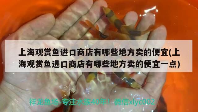 上海觀賞魚進(jìn)口商店有哪些地方賣的便宜(上海觀賞魚進(jìn)口商店有哪些地方賣的便宜一點) 觀賞魚進(jìn)出口